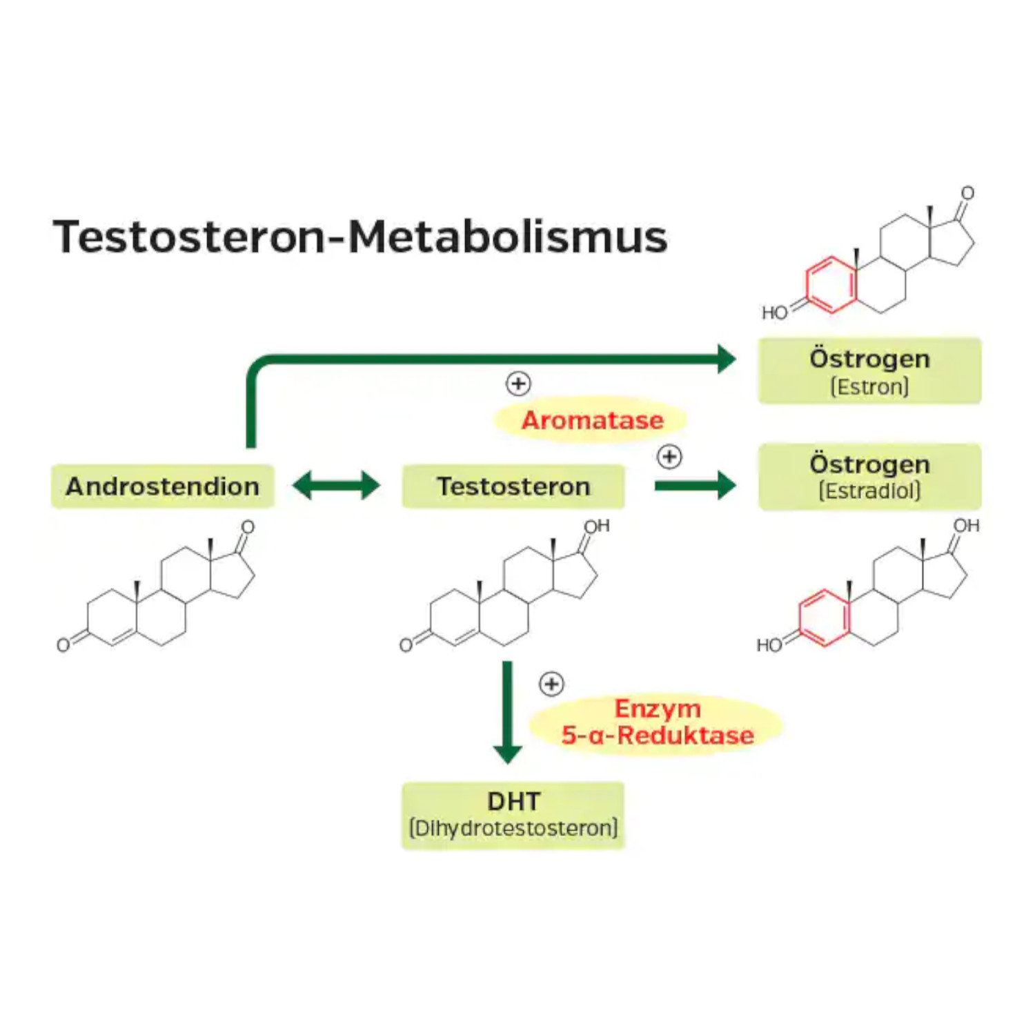 Testosteron Metabolismus