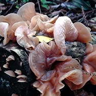 Auricularia Pilz