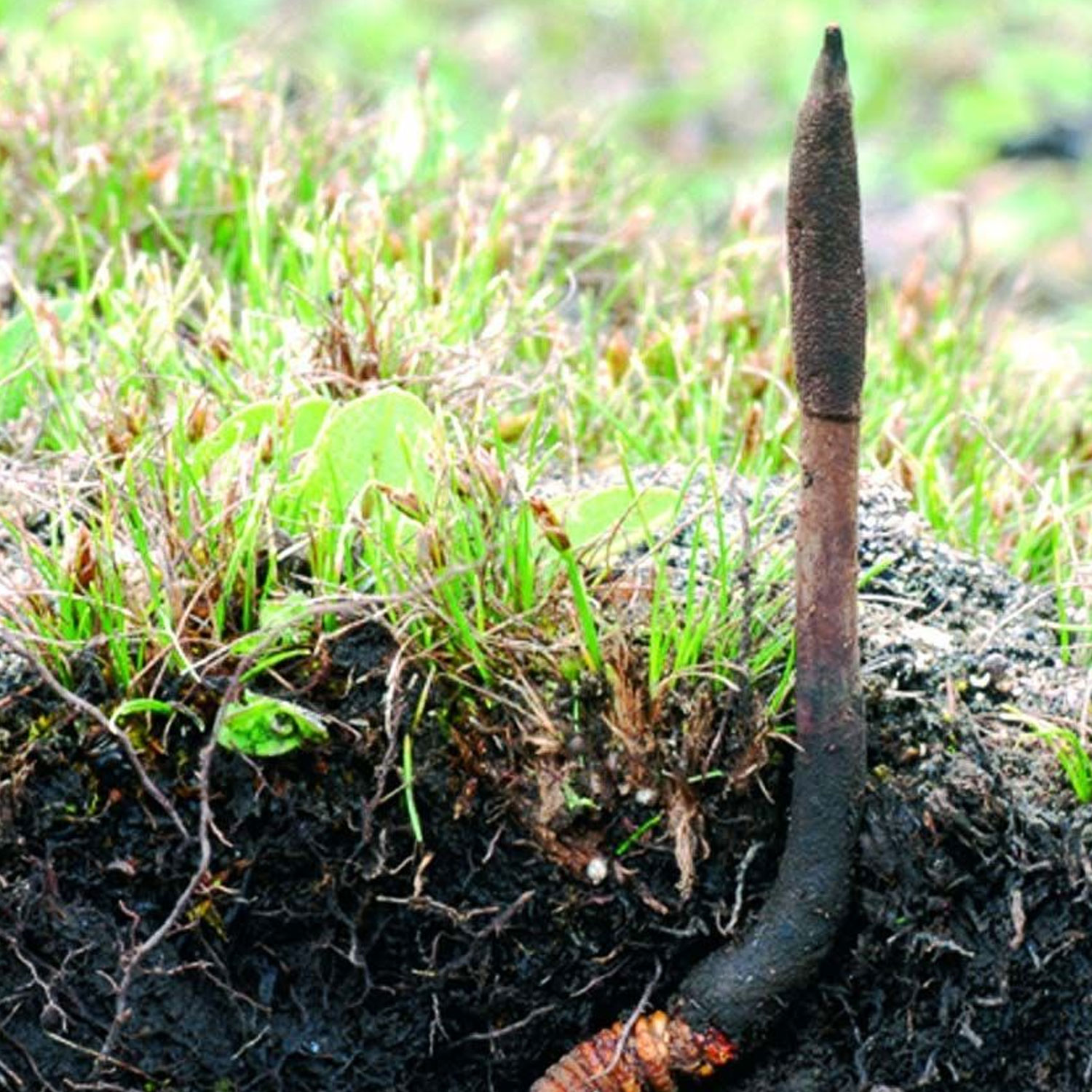 Cordyceps Pilz