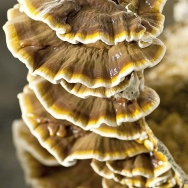 Reishi Pilz