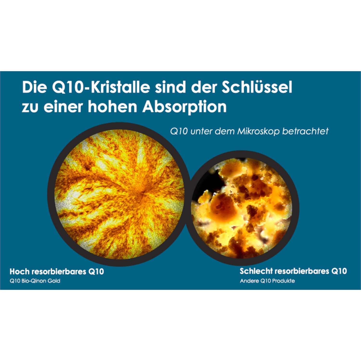 Q10 Bio-Qinon Gold 30 Kapseln von Pharma Nord - Absorbtion